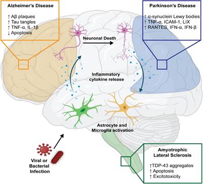 Microbial Infections Are a Risk Factor for Neurodegenerative Diseases
